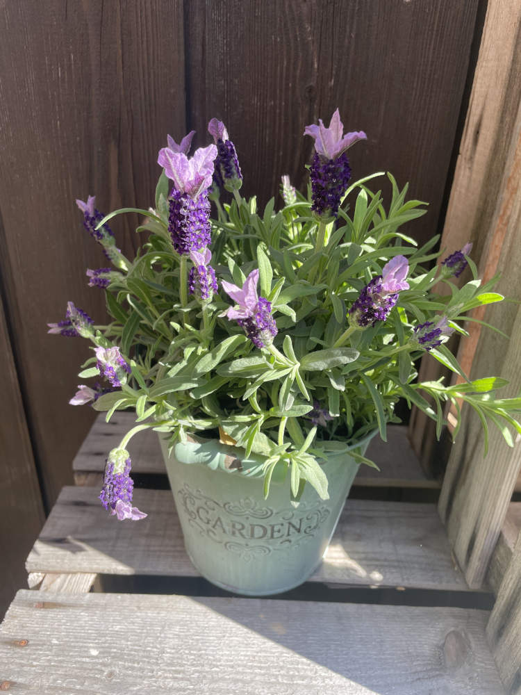 Schmetterlingslavendel