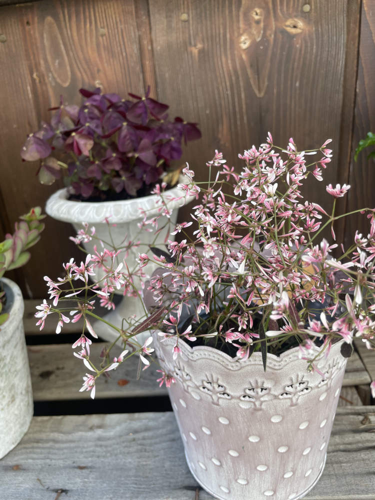Euphorbia in rosa 